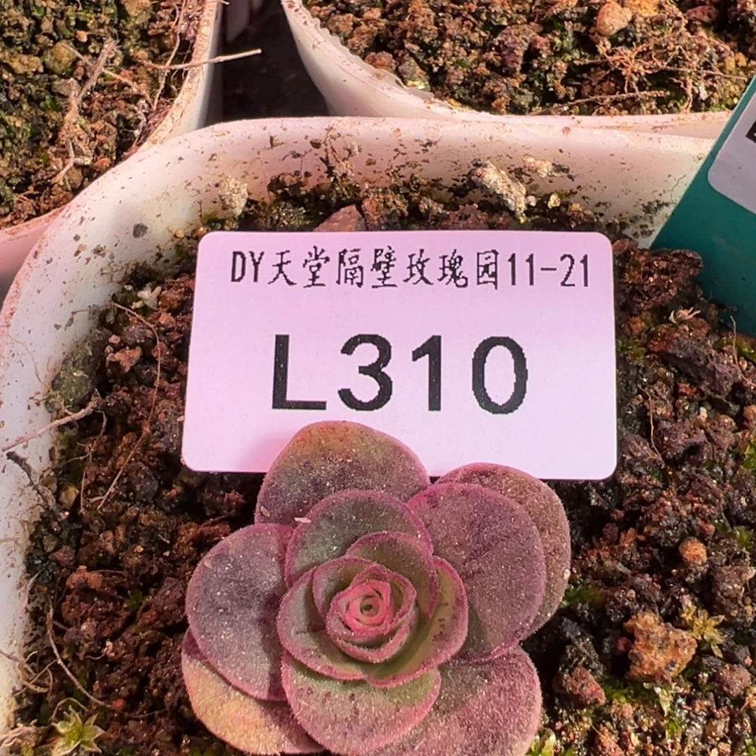 L310-4W同血绝品冰边