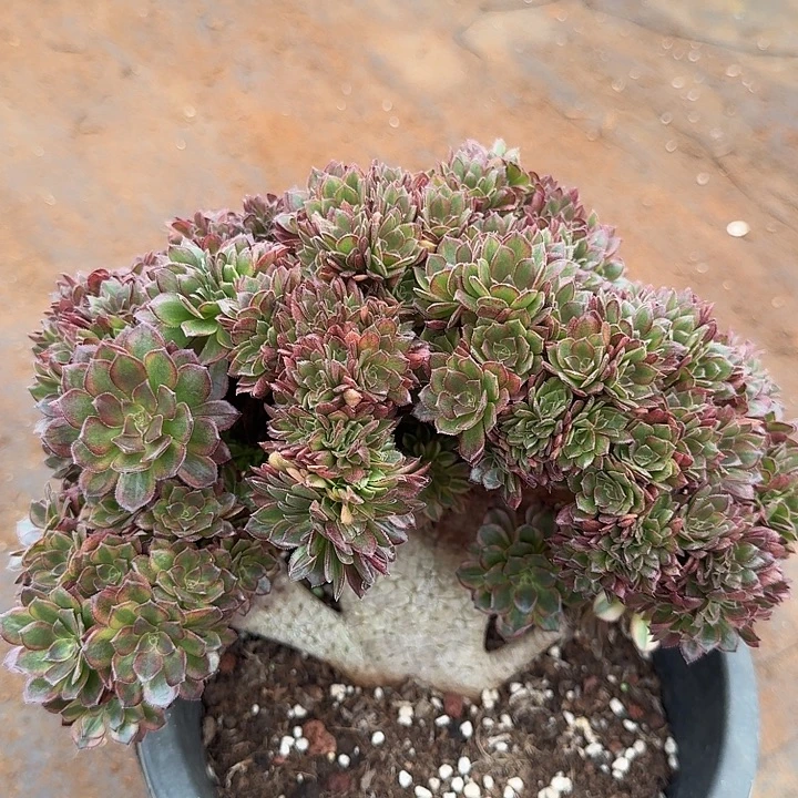 琳琅法师朵朵缀化