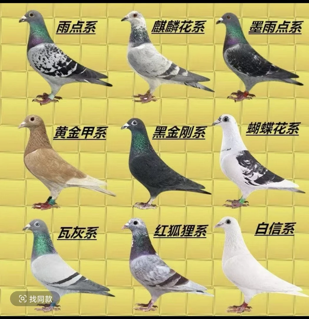 2鸽子公母原配信鸽公棚血统鸽下蛋种鸽观赏青年鸽成绩鸽