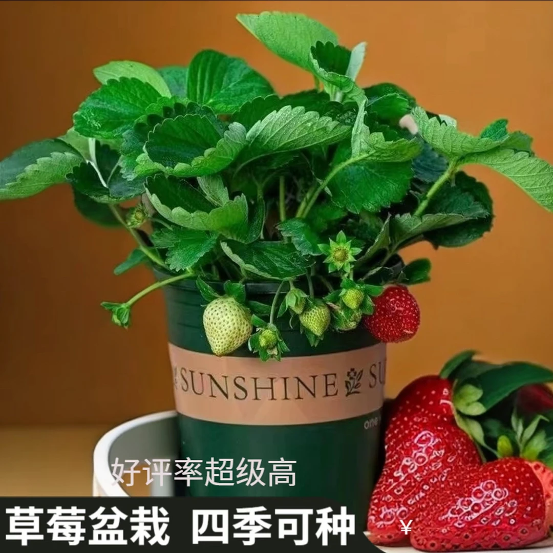 草莓苗盆栽带盆带土带花四季阳台室内外南北方新鲜盆栽果苗可食用