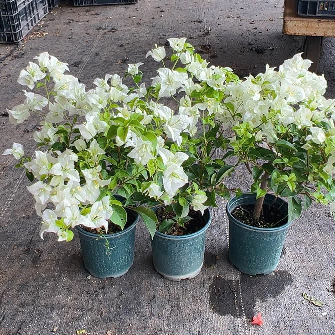 当前无花栽培后可以开花白雪公主掌中宝一棵