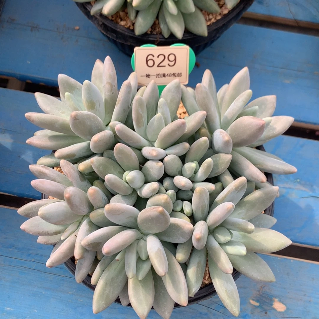 白兰地无砍平头629