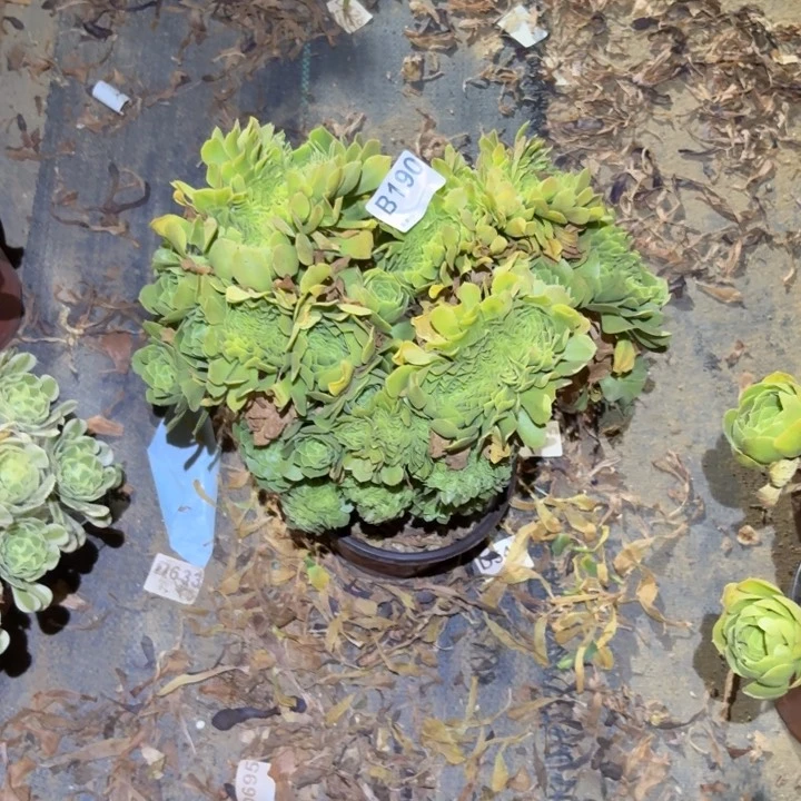 绿羊绒缀多肉植物不包损190