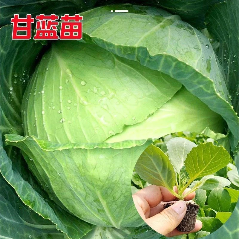 正宗包菜甘蓝秧苗种子种籽苗卷心菜包菜孑菜籽大头菜四季耐寒耐热