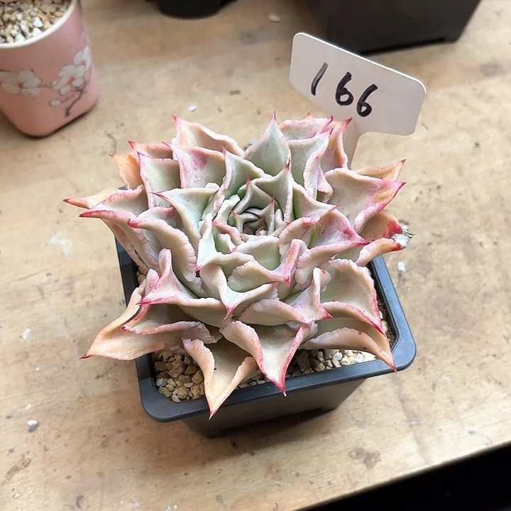 多肉植物，饺子皮166号