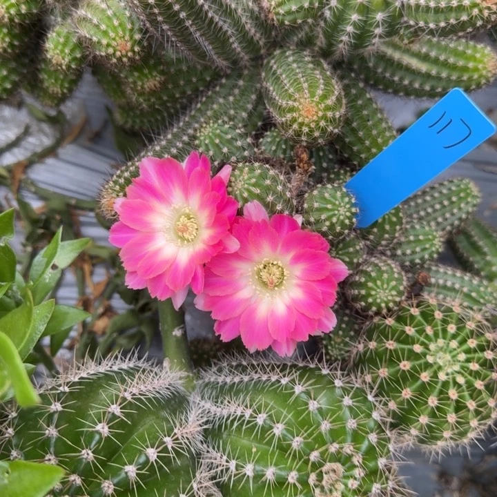 白檀仙人掌279群生117