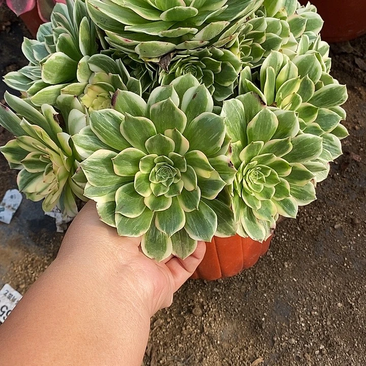 多肉植物伊丽莎白550多肉