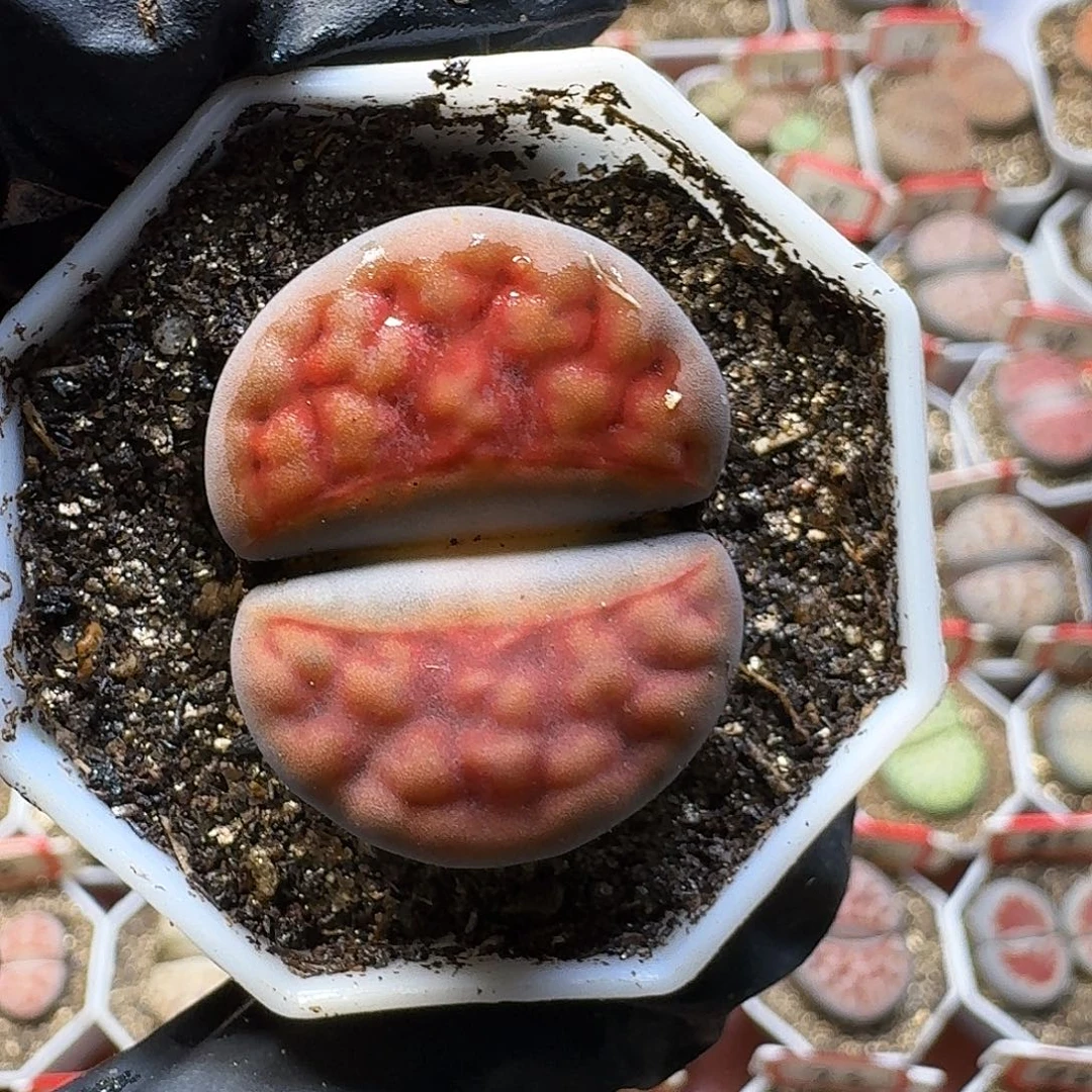 生石花3:：：：。   29