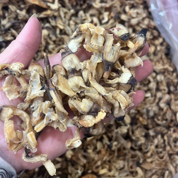 竹蛏去肚有一点点微沙适合炖汤的食材（介意的人勿拍）