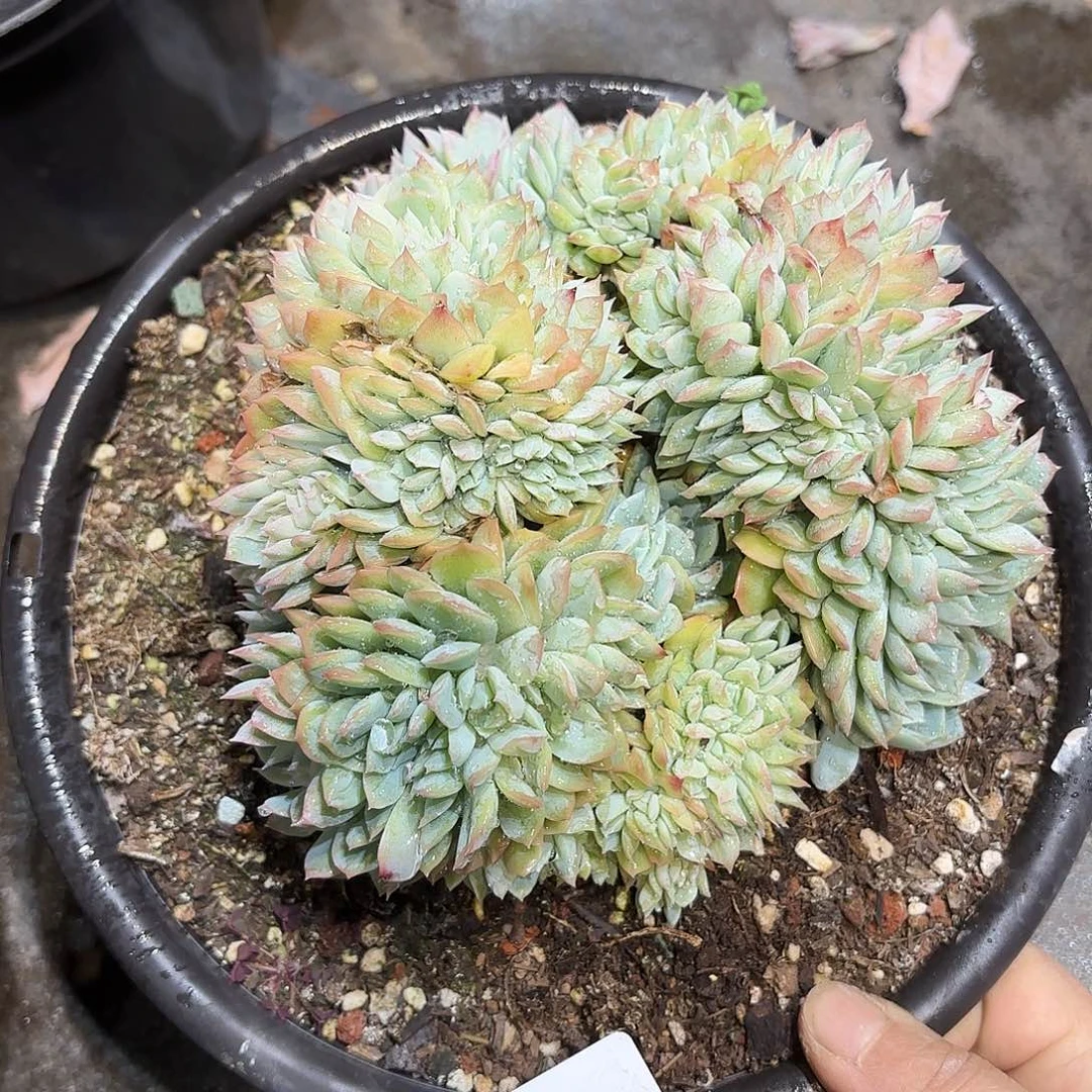 同温层多肉莎莎缀400