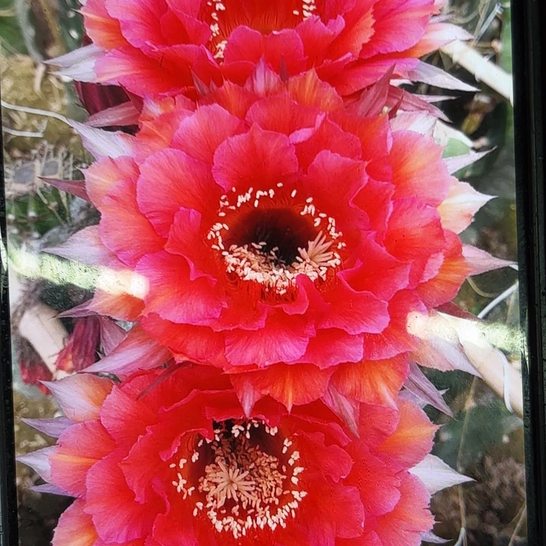 万人迷彩侧牙20包邮仙人球30