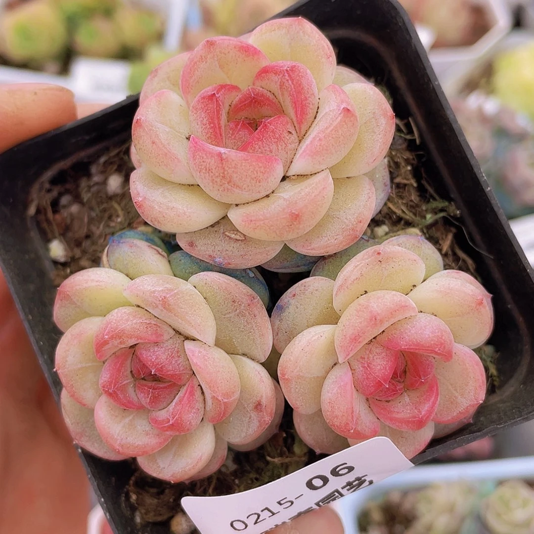 00000000000006量拍