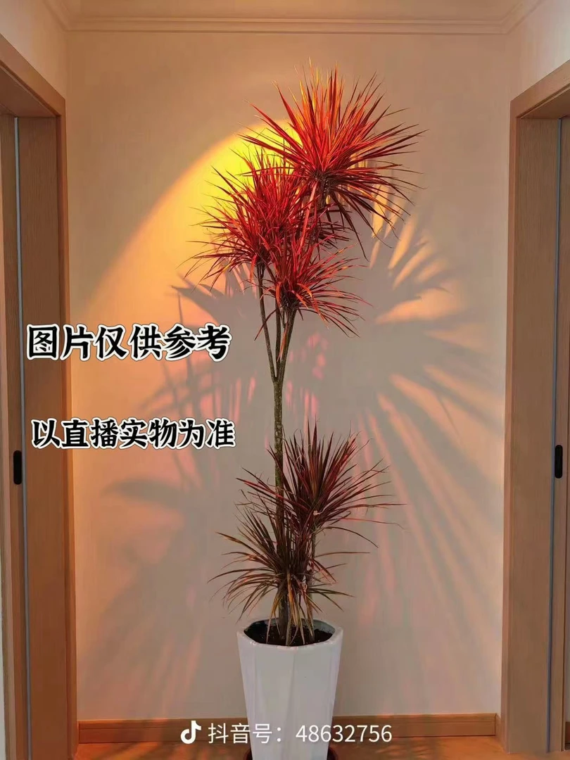 千年木七彩铁绿植直播间一物一拍（不带盆）土球发货