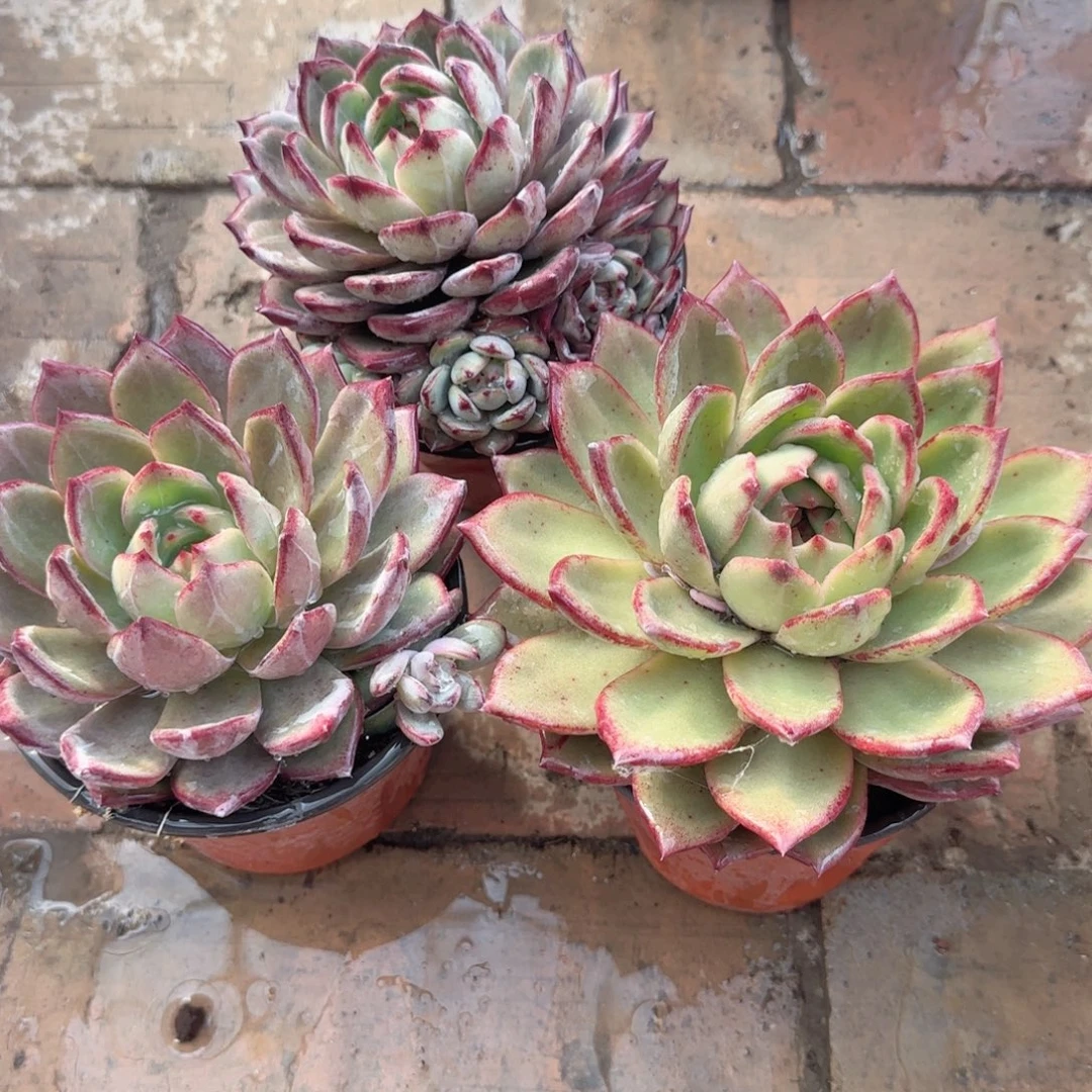 无花朵果冻橙单头