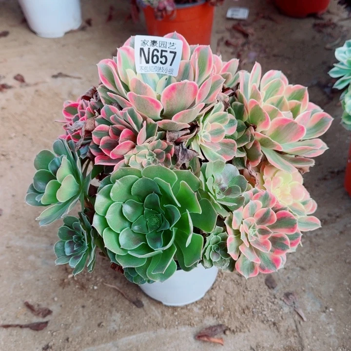 657粉女妖官服25左右2