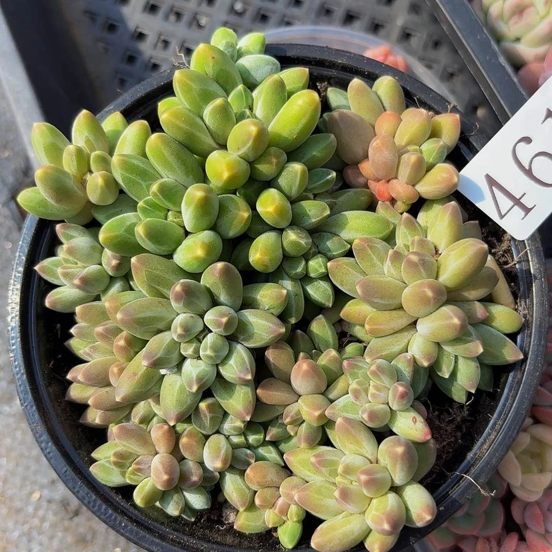 多肉植物多肉植物461