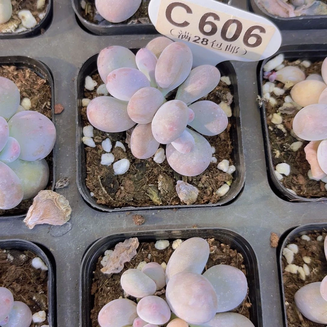 C606彩虹奶一物一拍