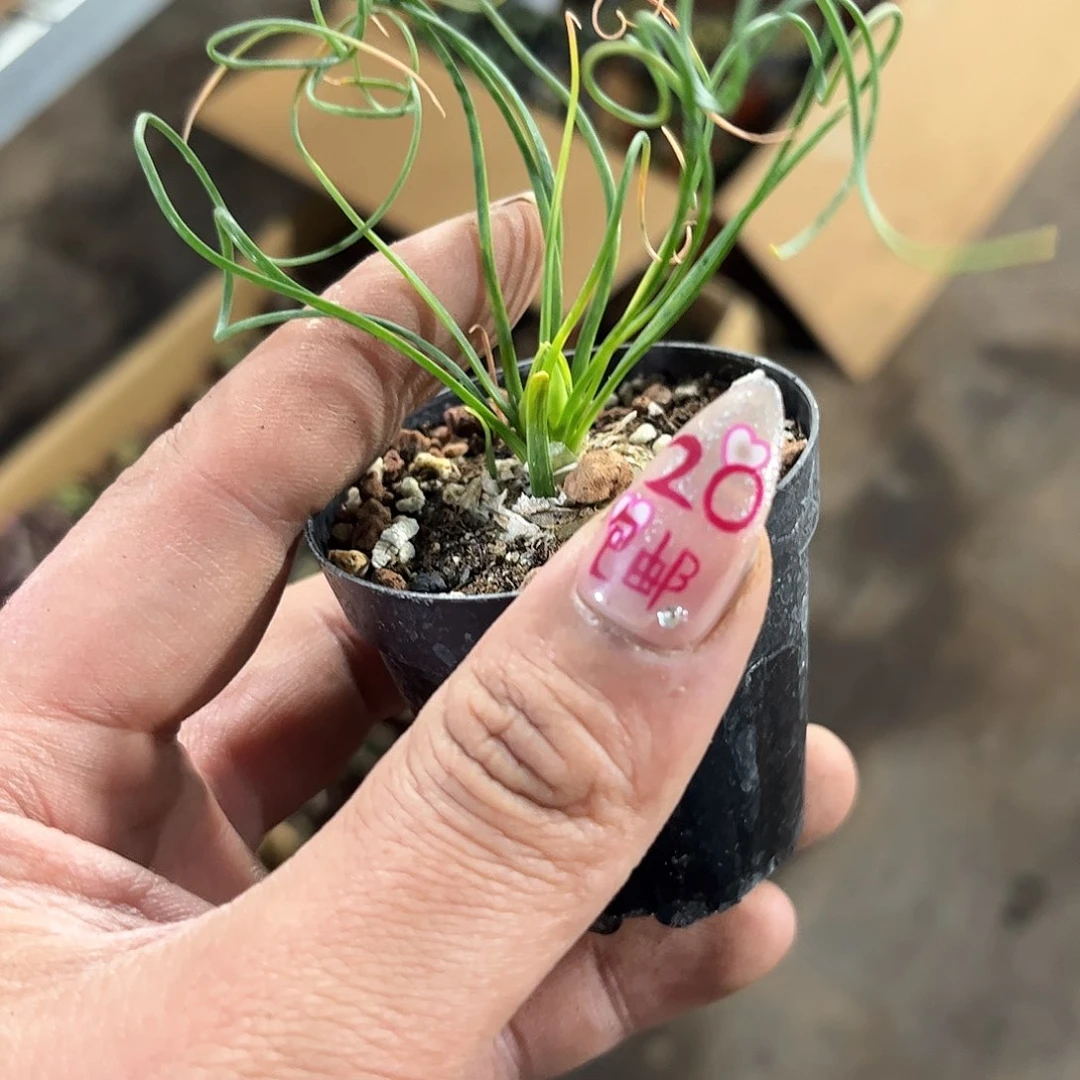 弹簧草单头发货有根发货