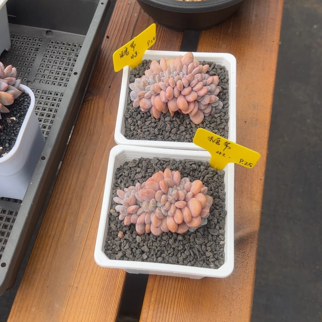 糖*爷张张精品多肉粉兔缀