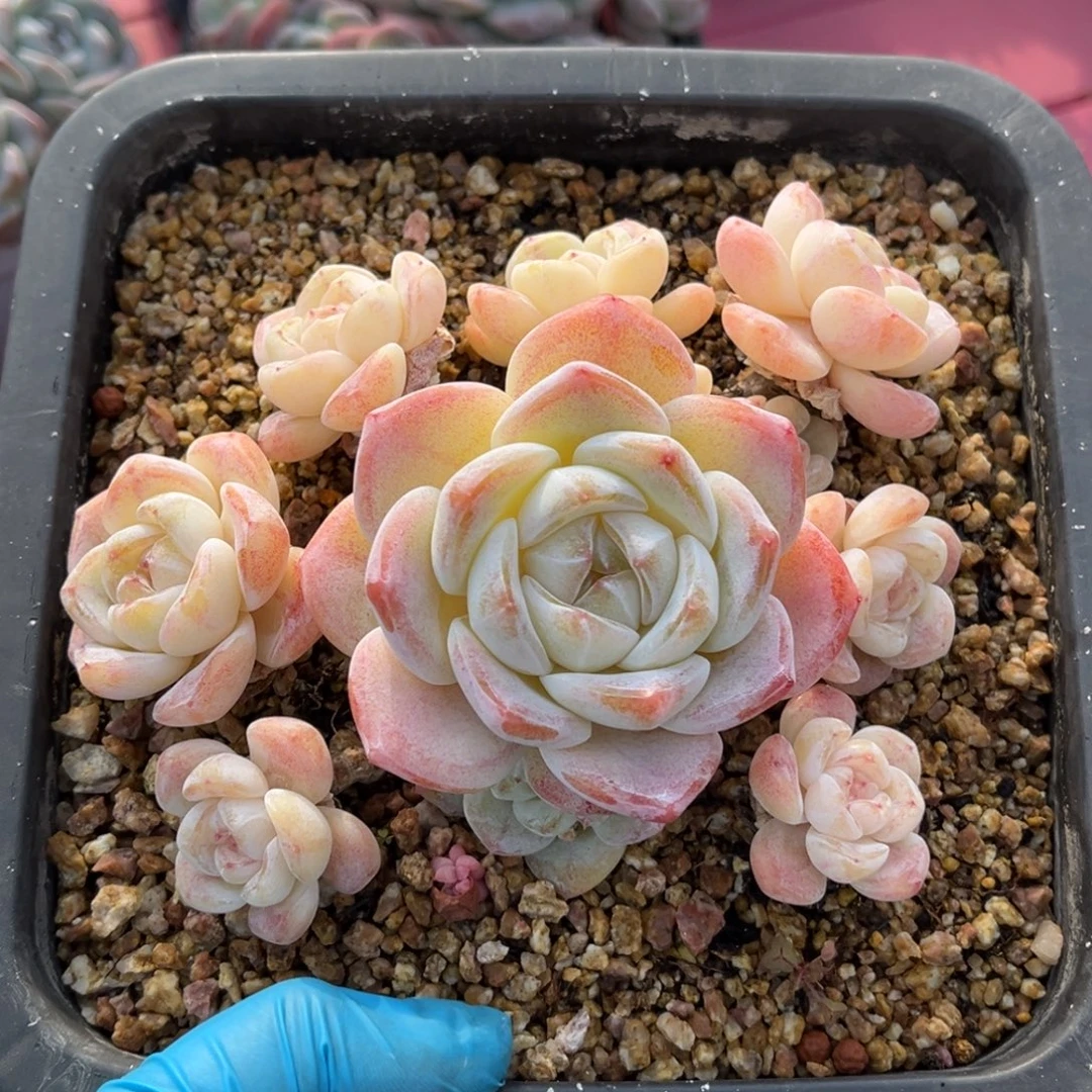 小脸白底冰玉一物一拍