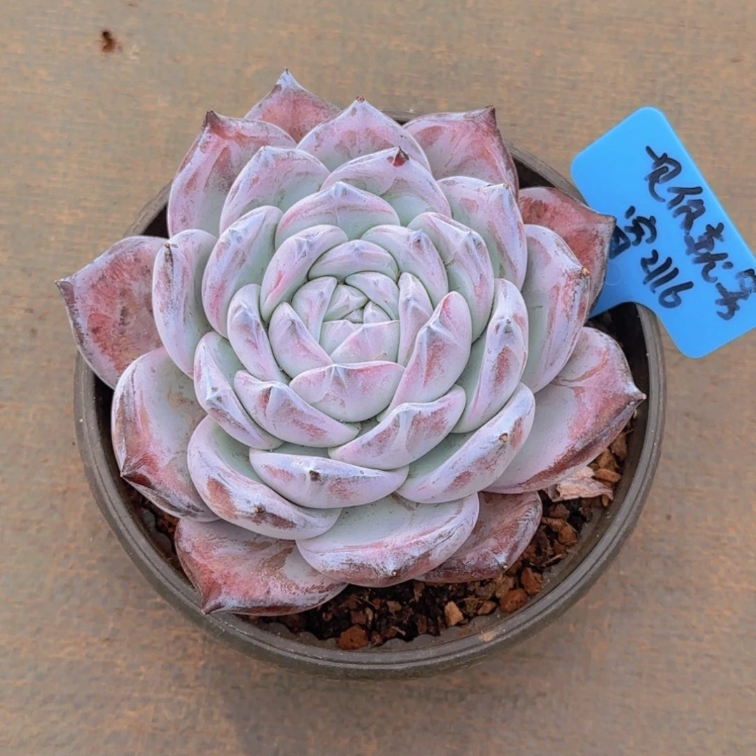 一见你就笑寄养111111111111