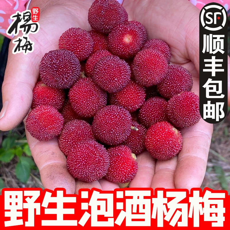 村长夫人杨梅新鲜浙江绍兴深山野生红杨梅鲜果小酸梅子泡酒水果