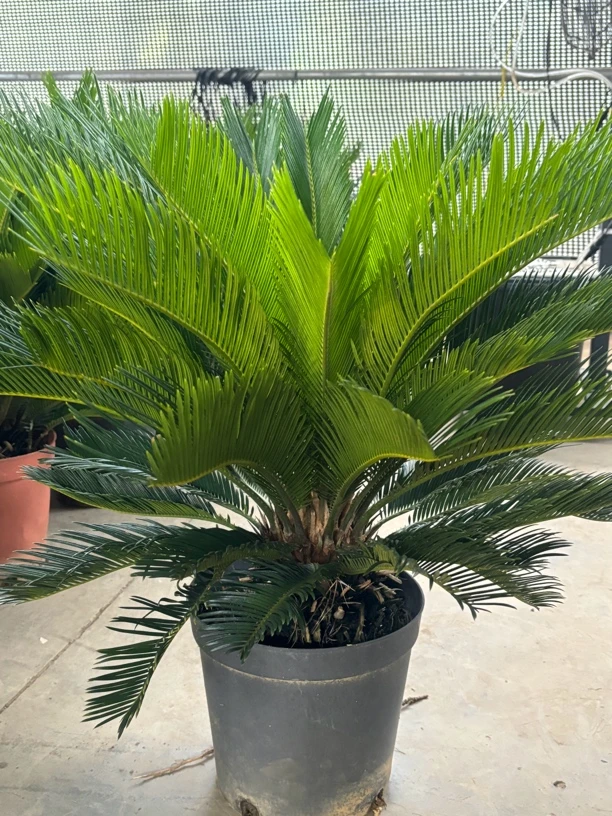 铁树盆栽四季常青旺宅好养庭院别墅门口绿植盆景