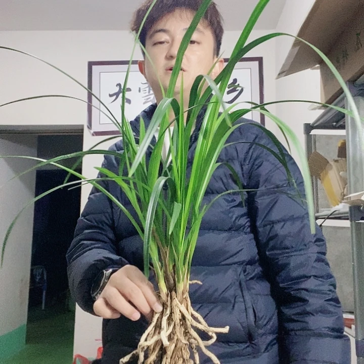 大部分花苞少量开放大雪素等多种植物