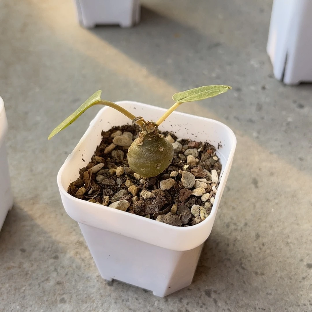 实生琉桑块根一物一拍