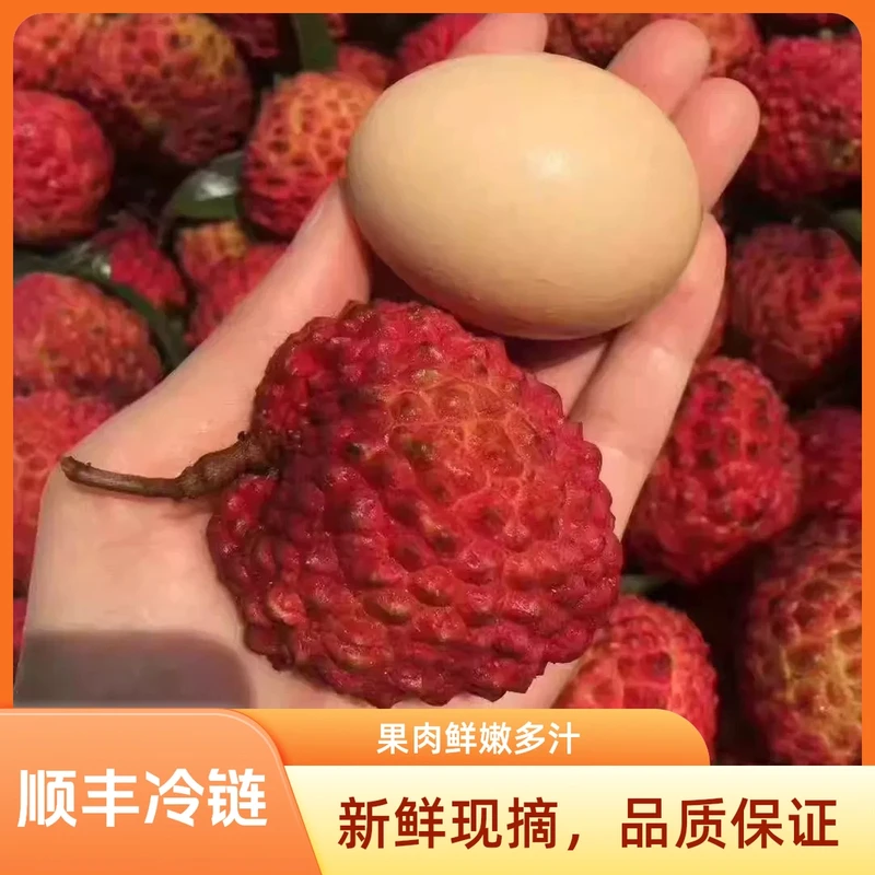 【京东顺丰冷链现货】海南永兴火山荔枝王新鲜采摘高端送礼果