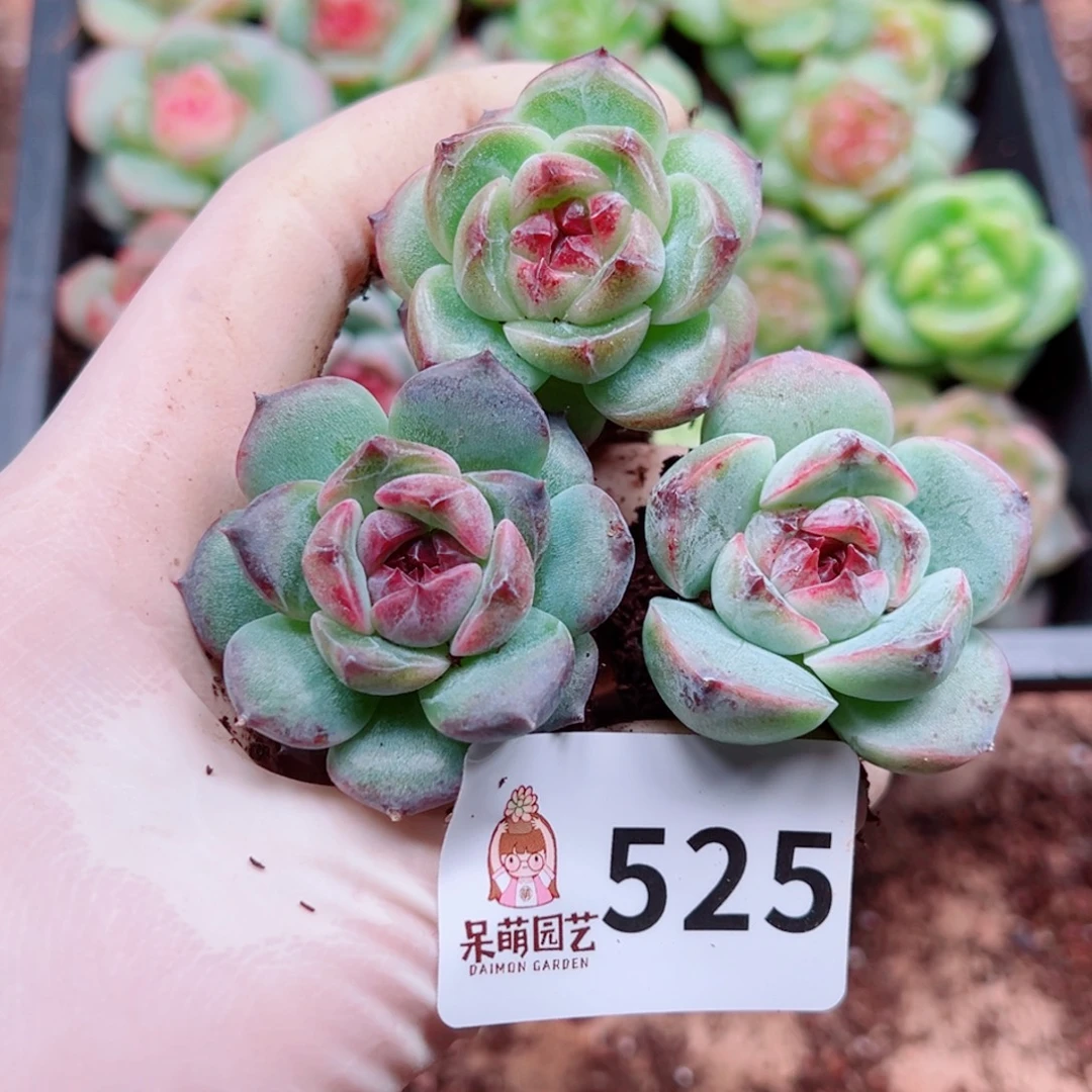 多肉植物多肉植物