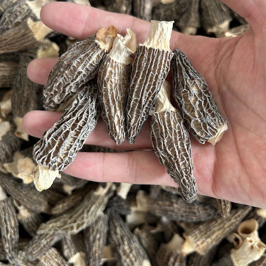 羊肚菌宝宝菇3cm-5cm头茬干货肉厚饱满煲汤老人小孩首选食材
