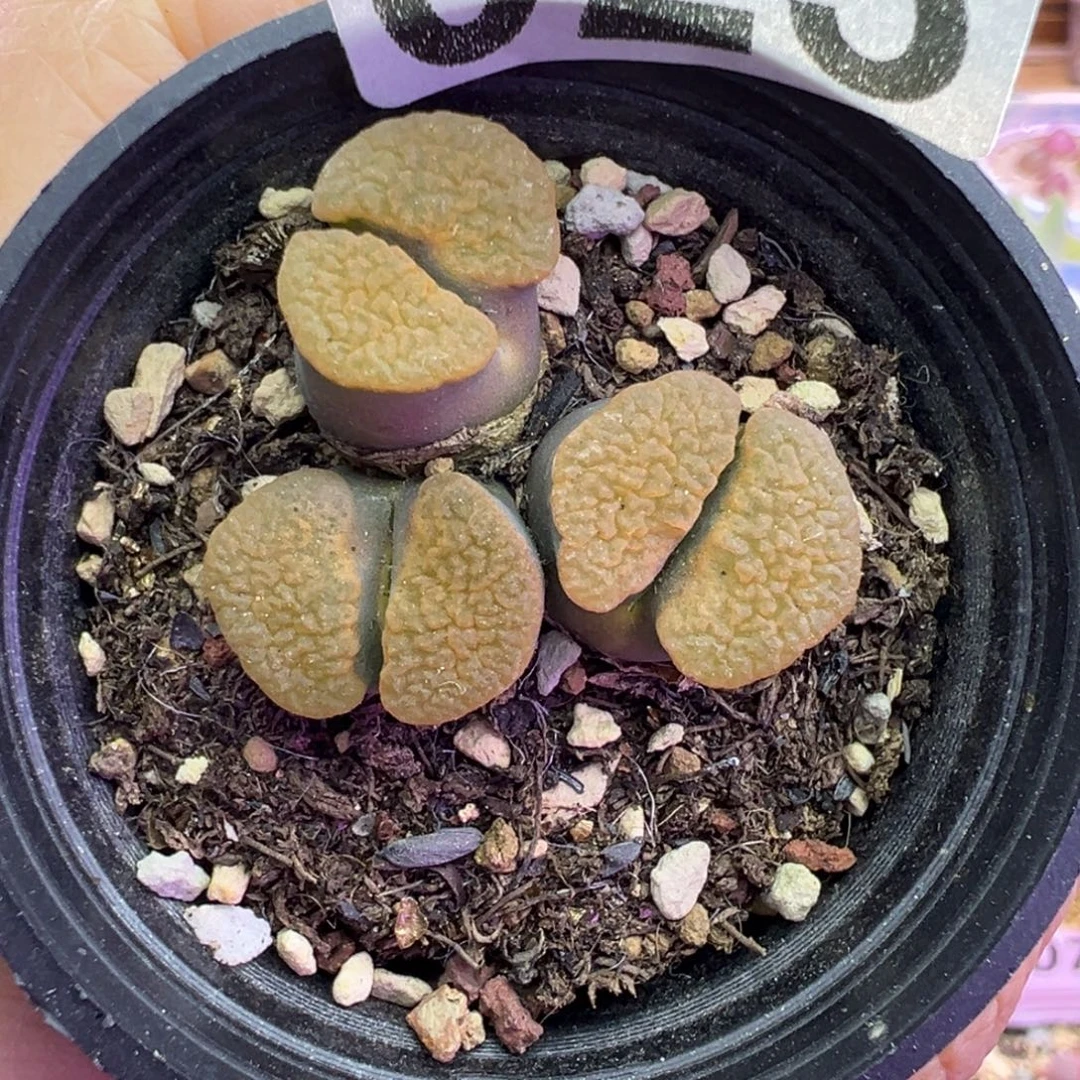 025号磁铁福利特特