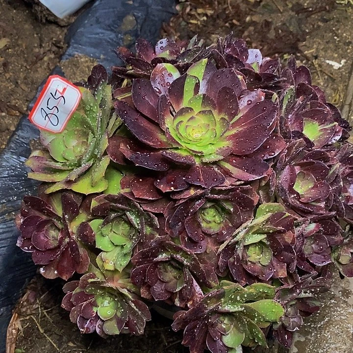 万黑牡丹花脸855号