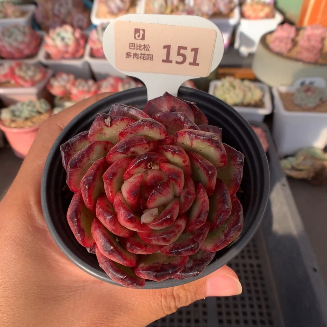 151宝丽安娜石化多肉植物