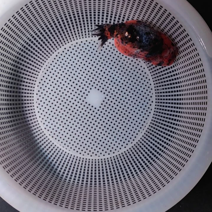 金鱼潘六叔精品麒麟