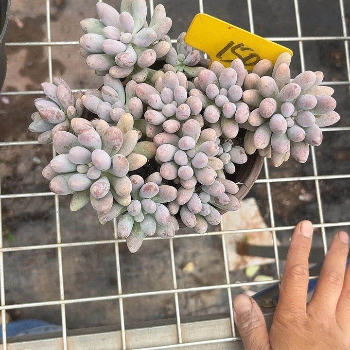 晨语多肉，一物一拍150粉色恋人