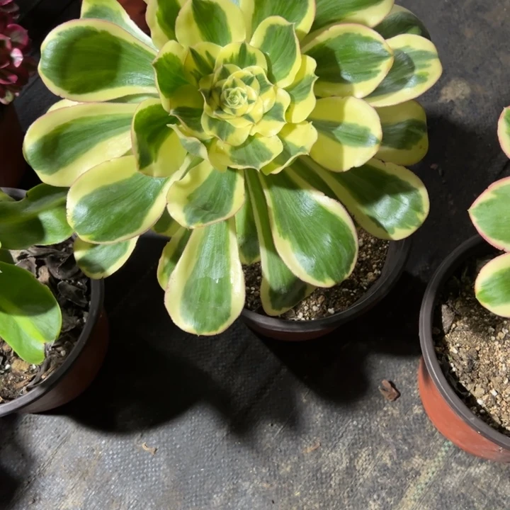 天***洋君美丽多肉植物花花