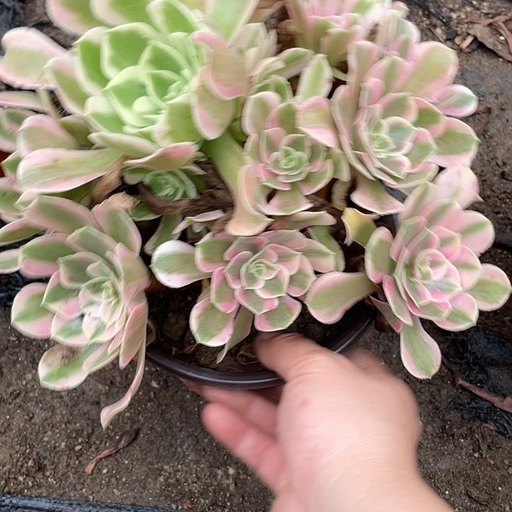 987女巫多肉植物法师