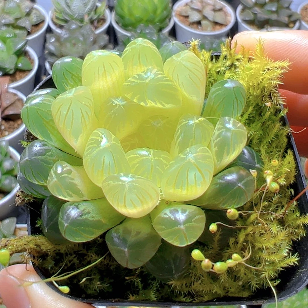 琥珀玉露多肉多肉多肉