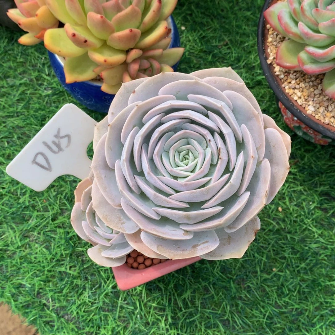 *****多肉植物727272737