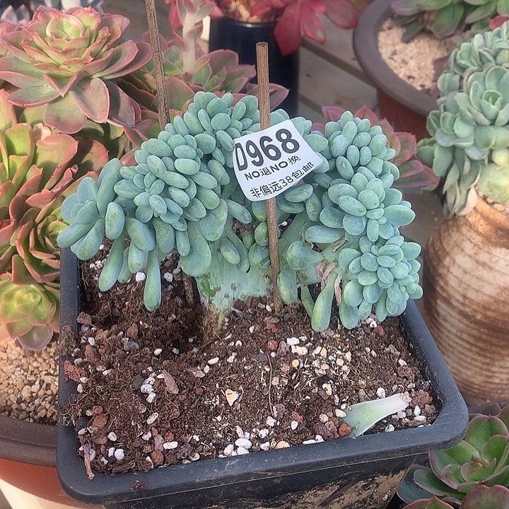 洛神缀968 微瑕 亏本处理玻璃心勿扰7-8天发货