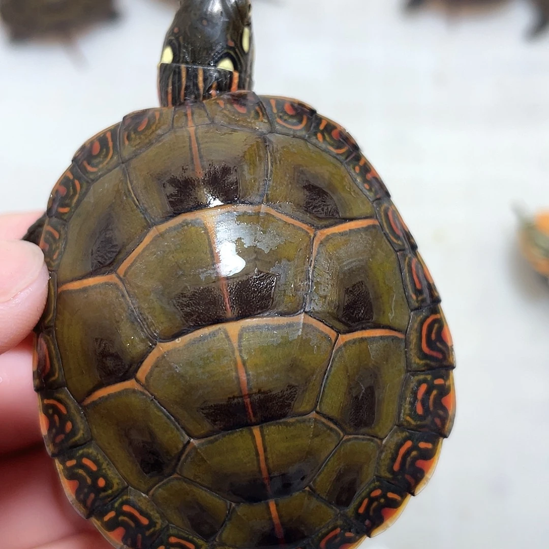 宠物龟不分公母东锦