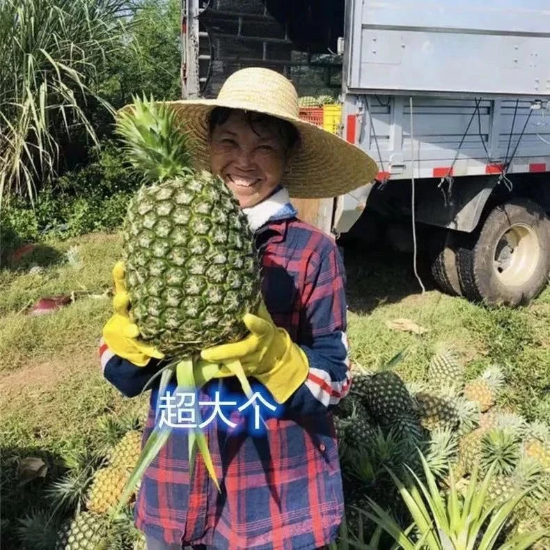 凤梨苗西瓜凤梨22号大果品种苗
