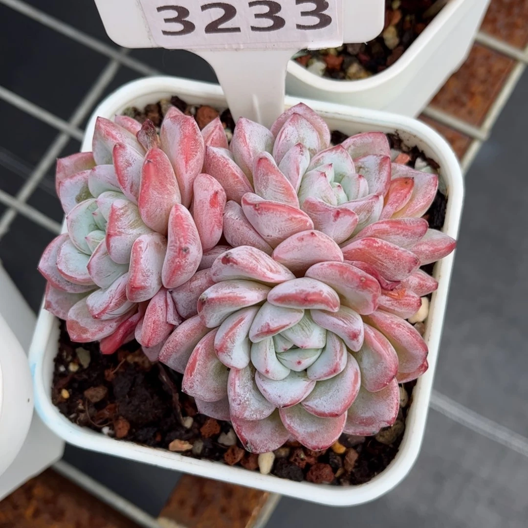 依***嫚多肉植物3233…………..