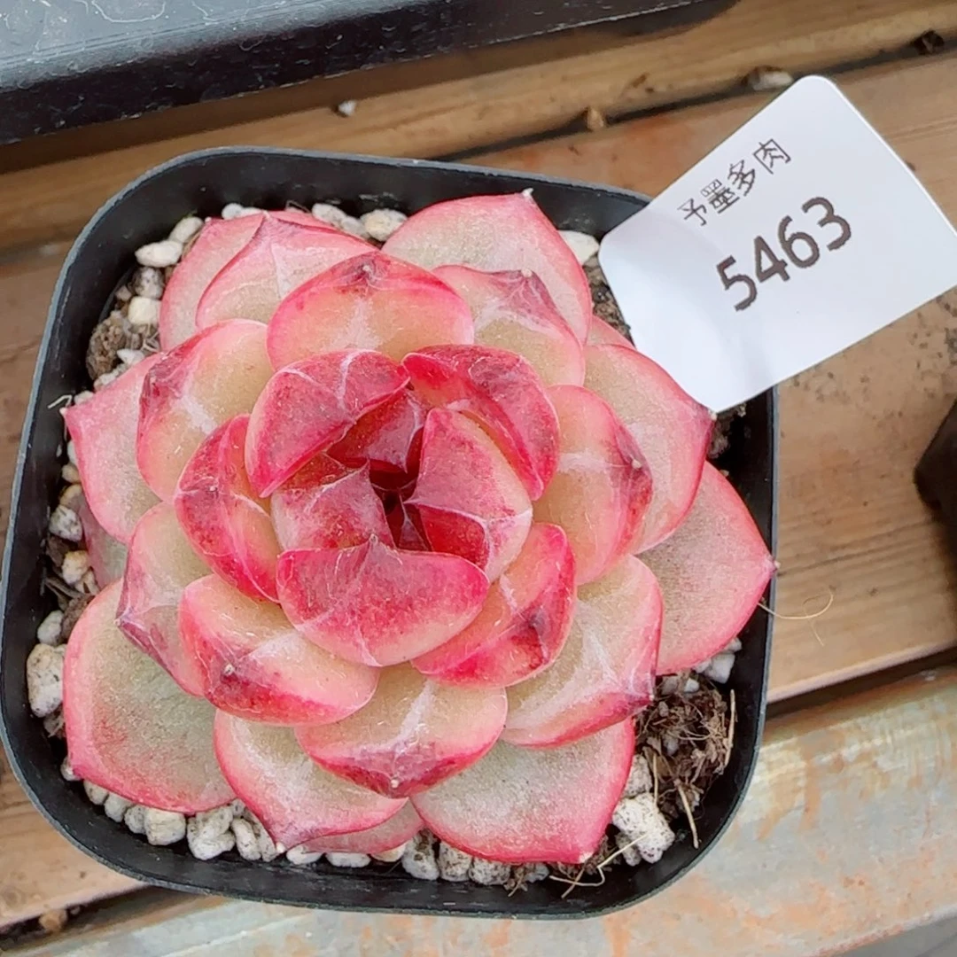 乌云，5463多肉植物