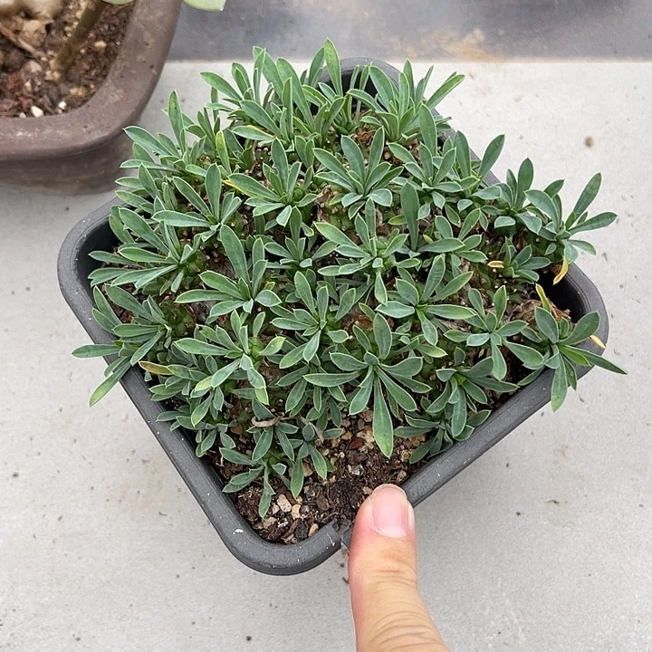 无花朵峨眉山大群一物一拍