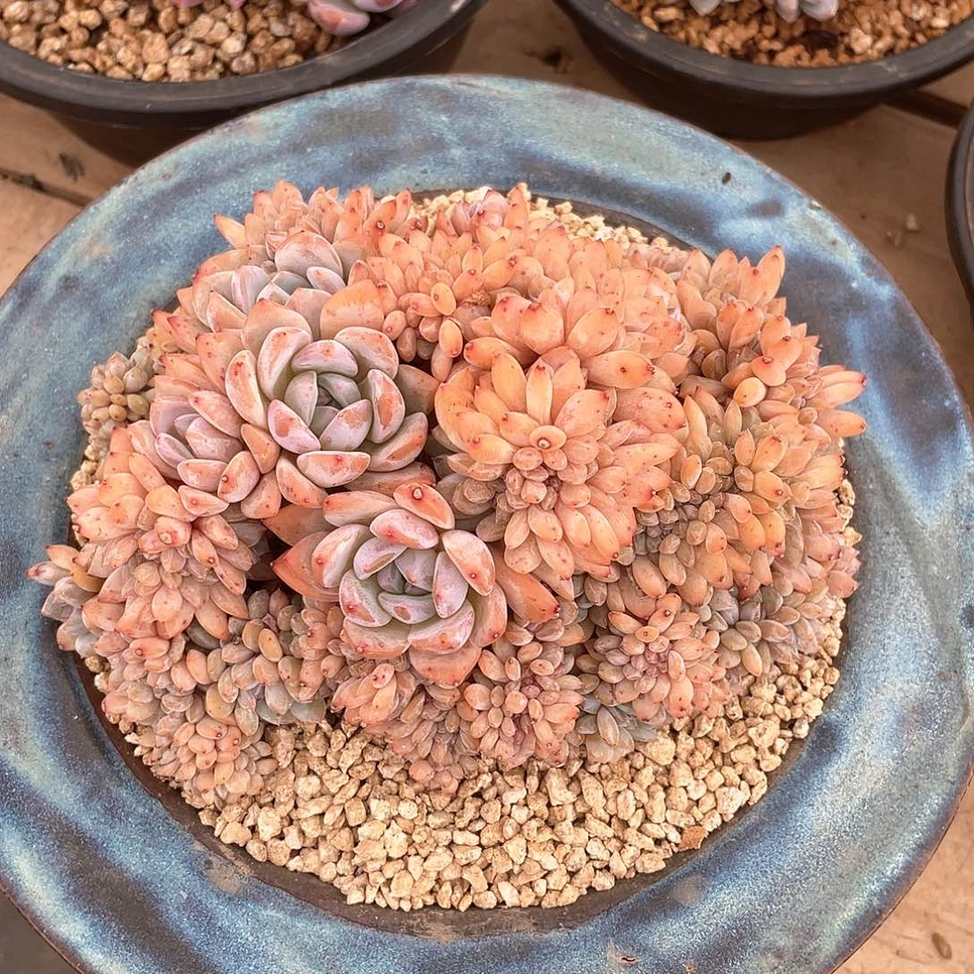 石生多肉植物多肉植物