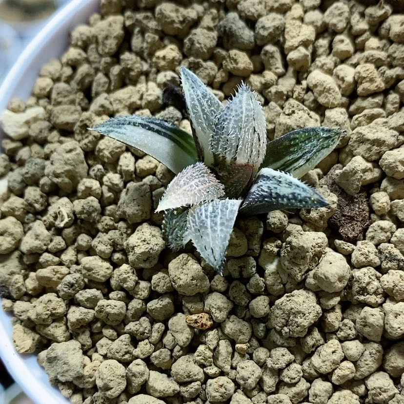 【闪购商品】125长毛狗锦