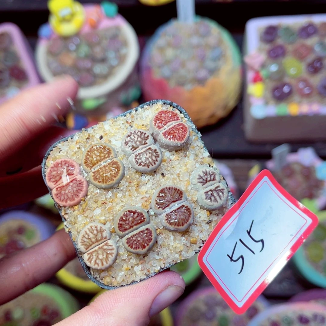 515生石花带盆发1